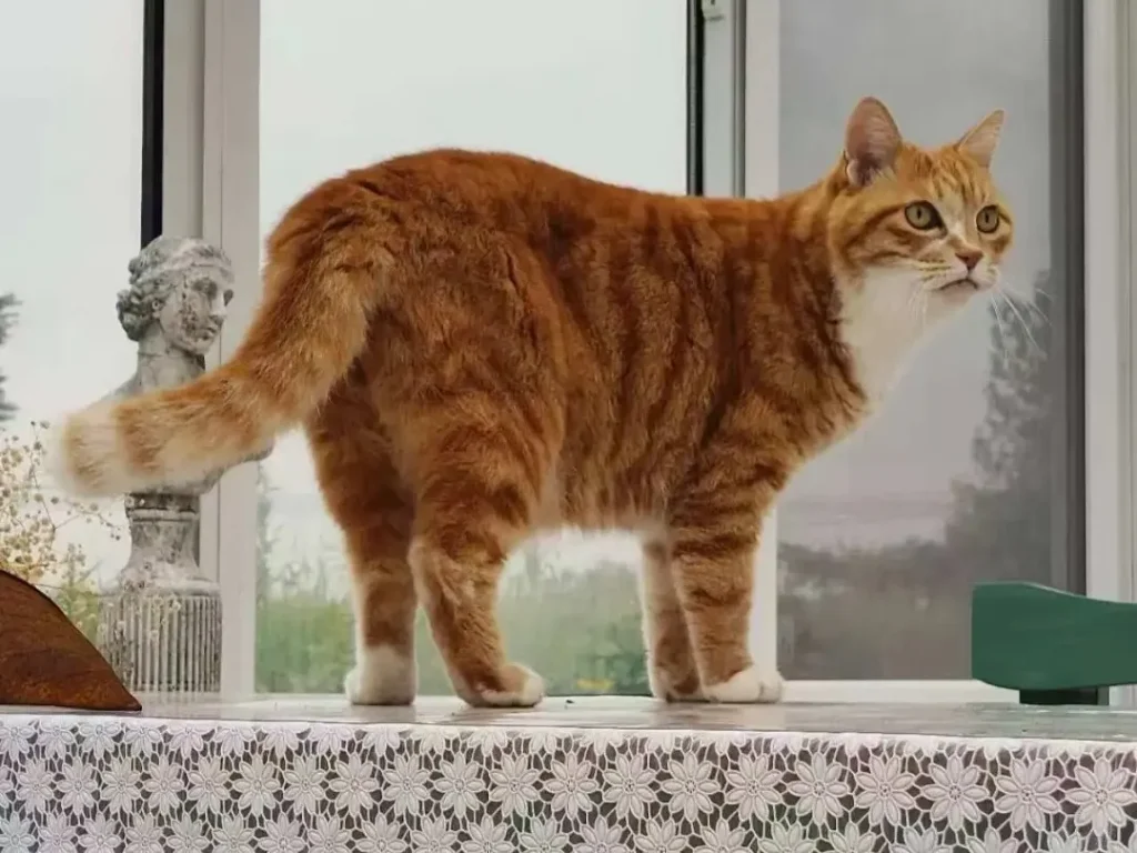 Comforting Words for Pet Loss When Saying Goodbye Is Not the End