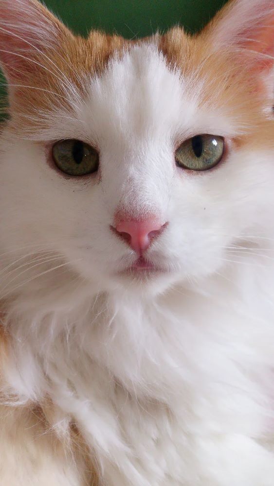 Lin ‘s cat