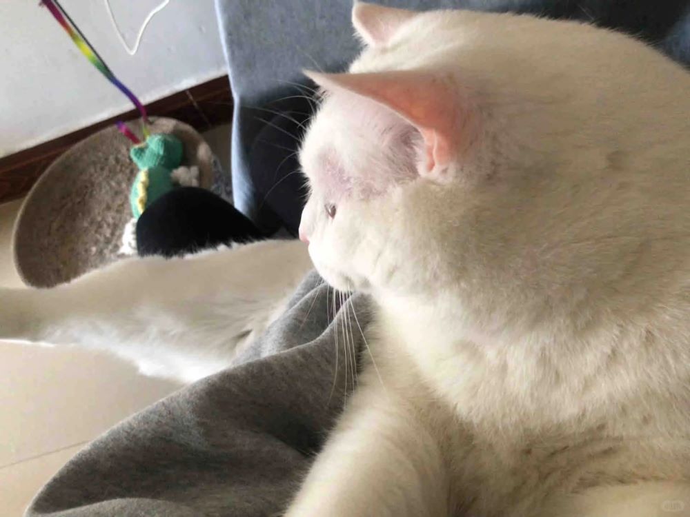 Mia s cat