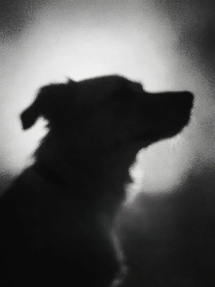 The Shape of Loss After a Beloved Dog