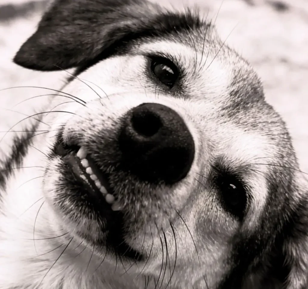 close-up black and white photo of a relaxed smiling dog remembered with love