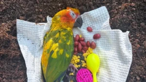 Bird Memorial Poems: 25 Short and Comforting Poems for a Pet Bird