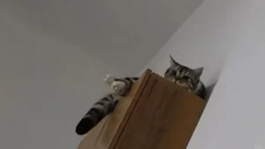 Cat Memorial Prayers: Gentle Prayers for Comfort After Losing a Cat